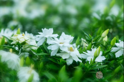 奈雪的茶栀子茶饮爆火，栀子花价格涨“疯”了  第1张